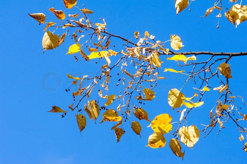 Texture, background, pattern. Red yellow green autumn leaves on