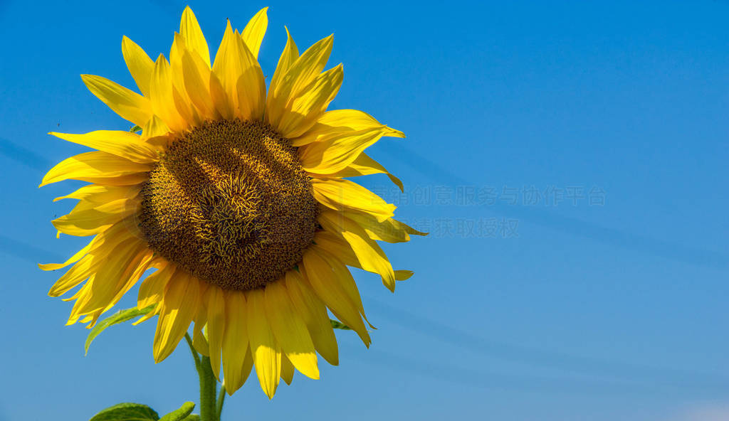 sunflower a tall North American plant of the daisy family, with