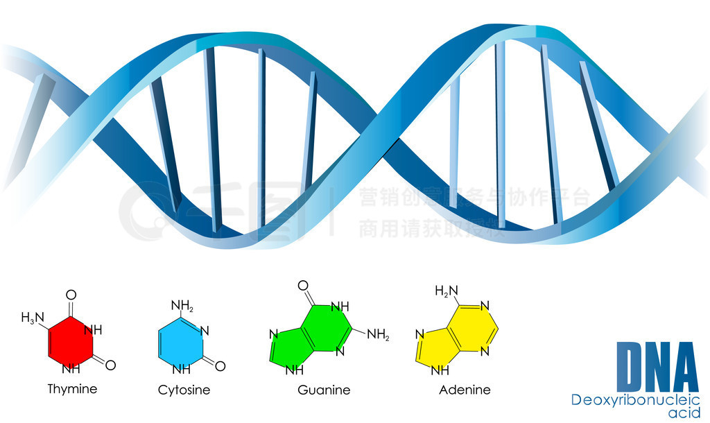 DNA˫ṹּ