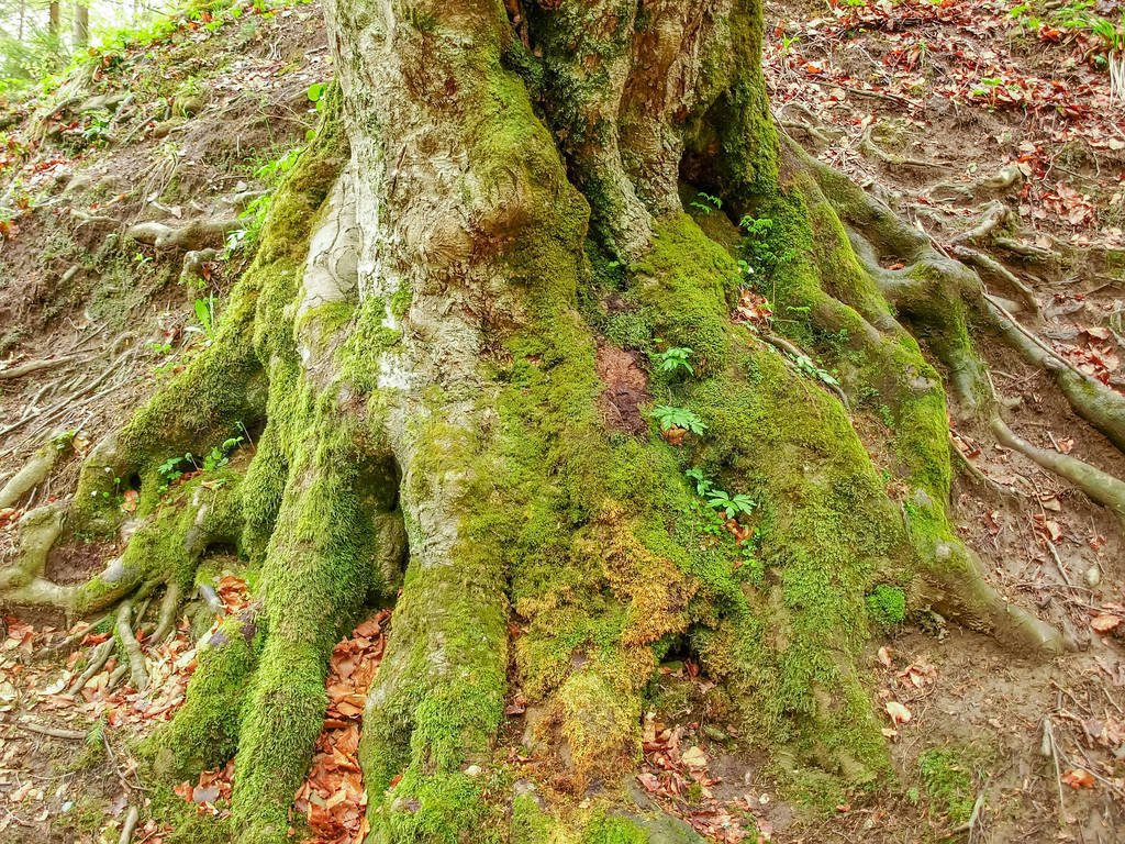 Bottom part of trunk and roots of old beech tree