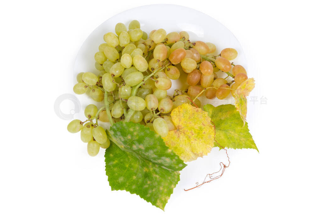 Sultana grape cluster with vine leaves on dish, top view