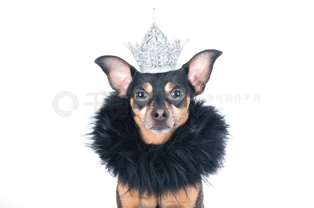 Dog in the crown and a boa, a king, the prince , Isolated on a