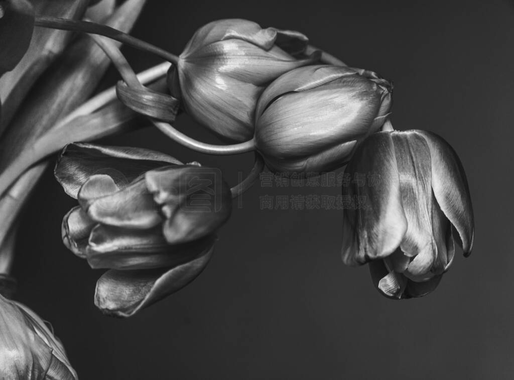 Curved buds of tulips heads. Hyperrealism style