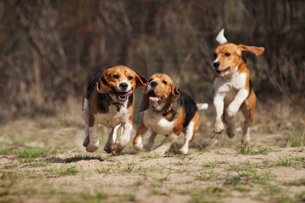 еȤ beagle Ȯ