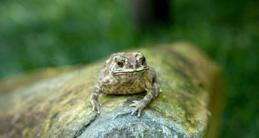 Amphibian Toad sitting on a rock in a rainforest