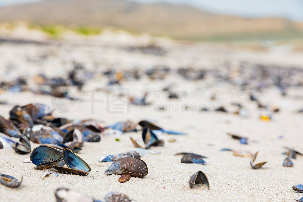 Empty Mussel shells washed up on a beach on the Western seaboard