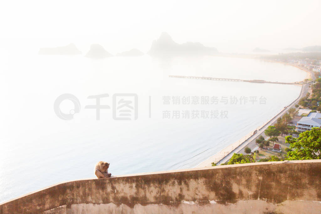 Lonely monkey on roof top balcony on the mountain, bay and city