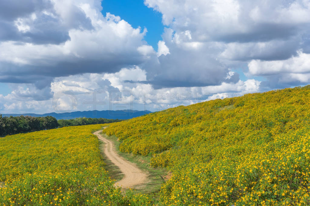 Landscape nature flower Tung Bua Tong, View point.