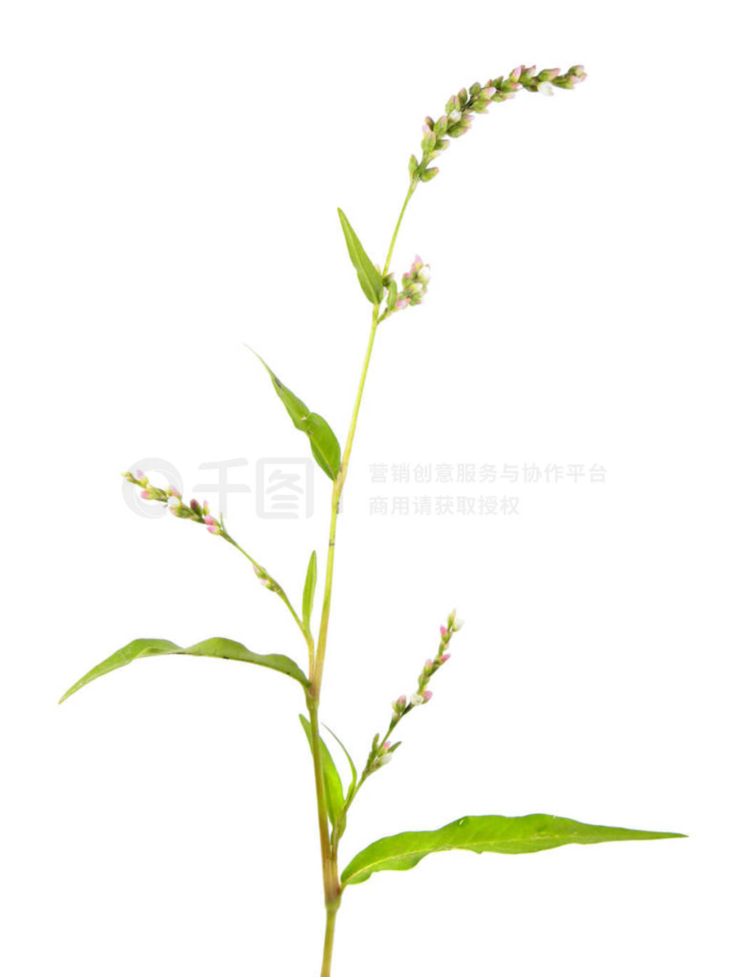 ˮ- Persicaria ޤ ڰɫϡҩֲ