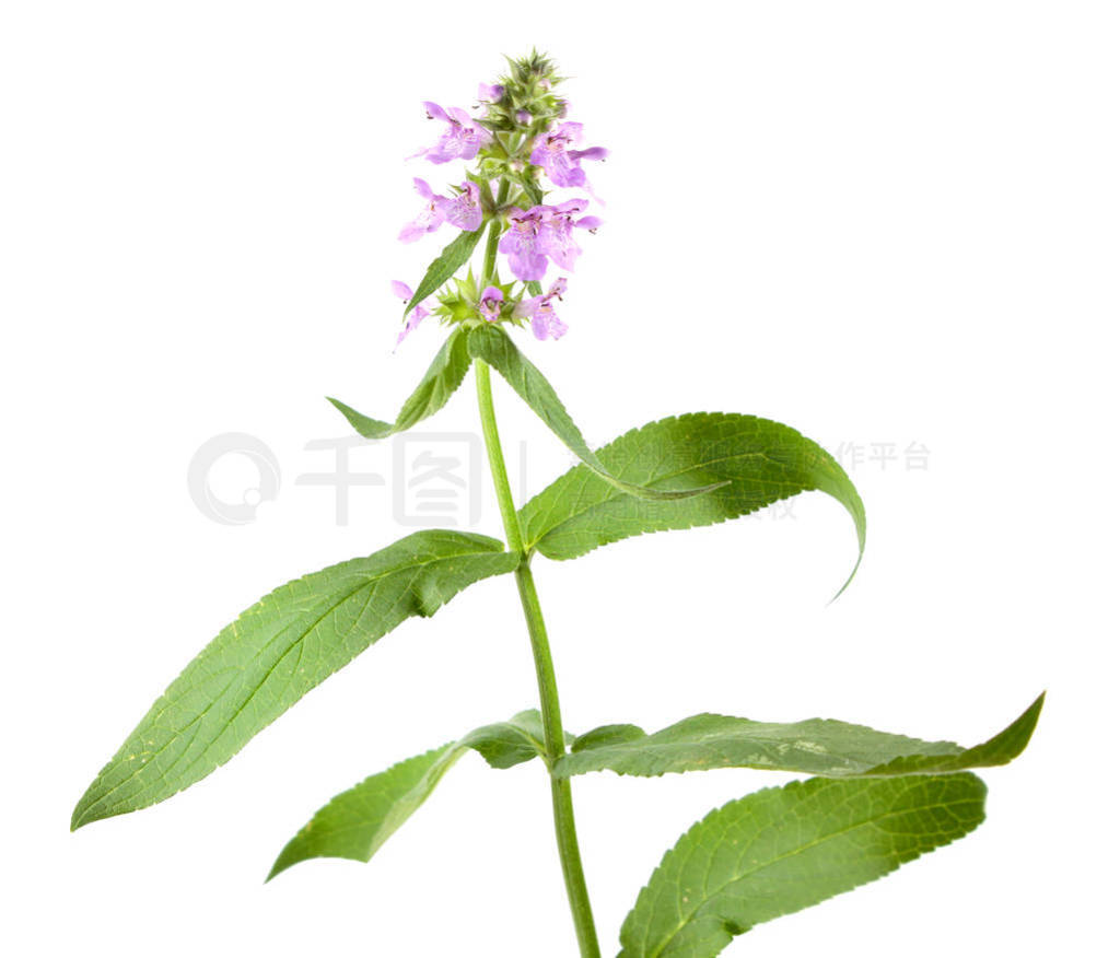 ʲ hedgenettle  woundwort ū ڰɫϡҩֲ