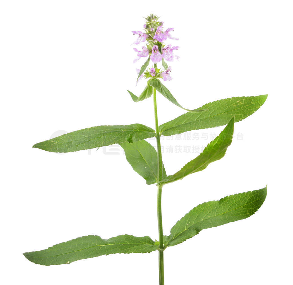 ʲ hedgenettle  woundwort ū ڰɫϡҩֲ