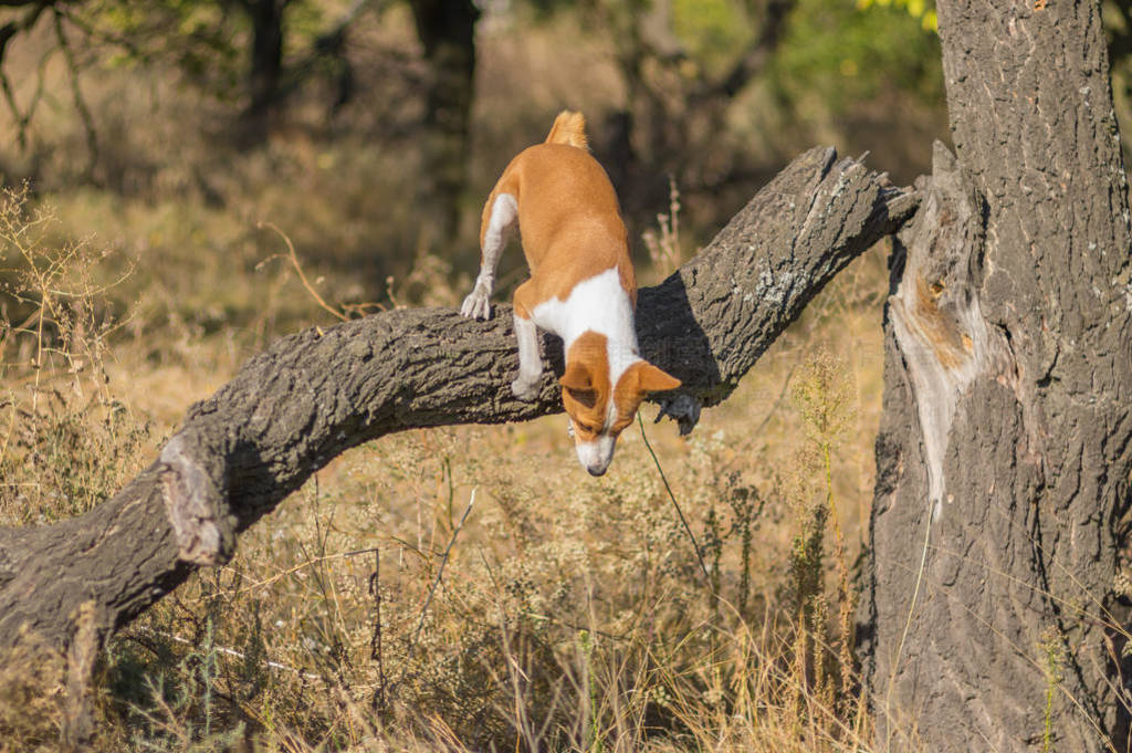 Ұ Basenji ＾ɭ