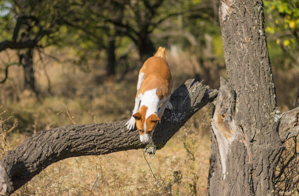 Ұ Basenji ＾ɭ