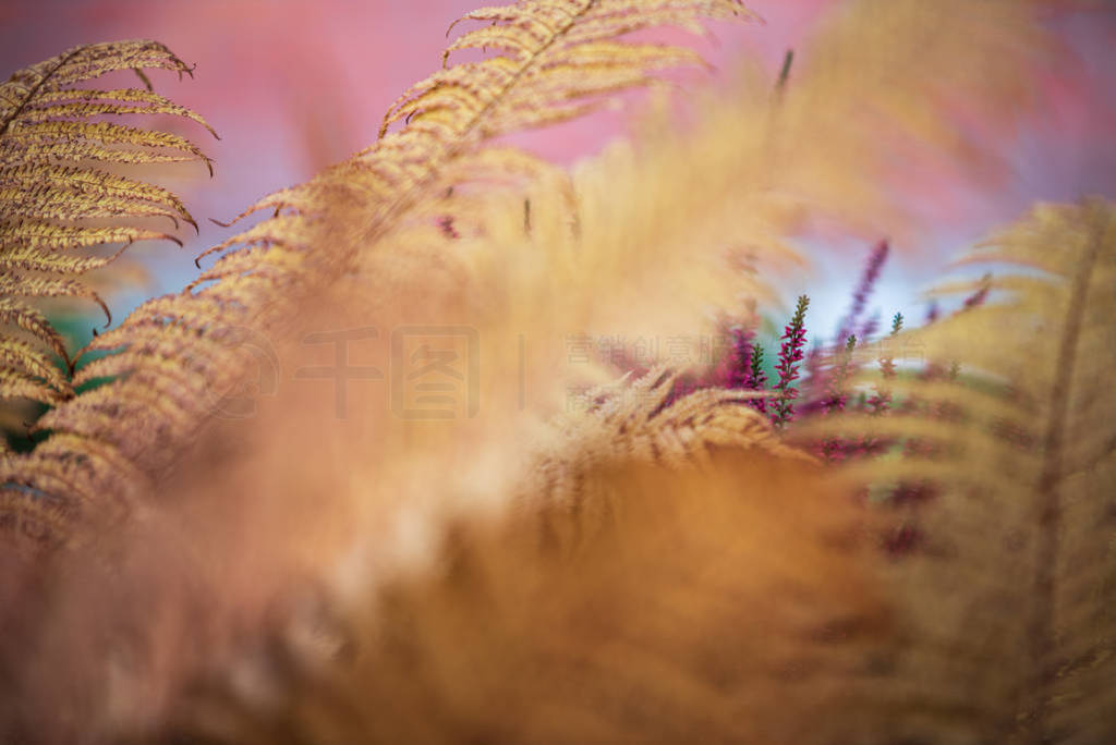 Common Heather, Calluna vulgaris, in full bloom, purple flowers