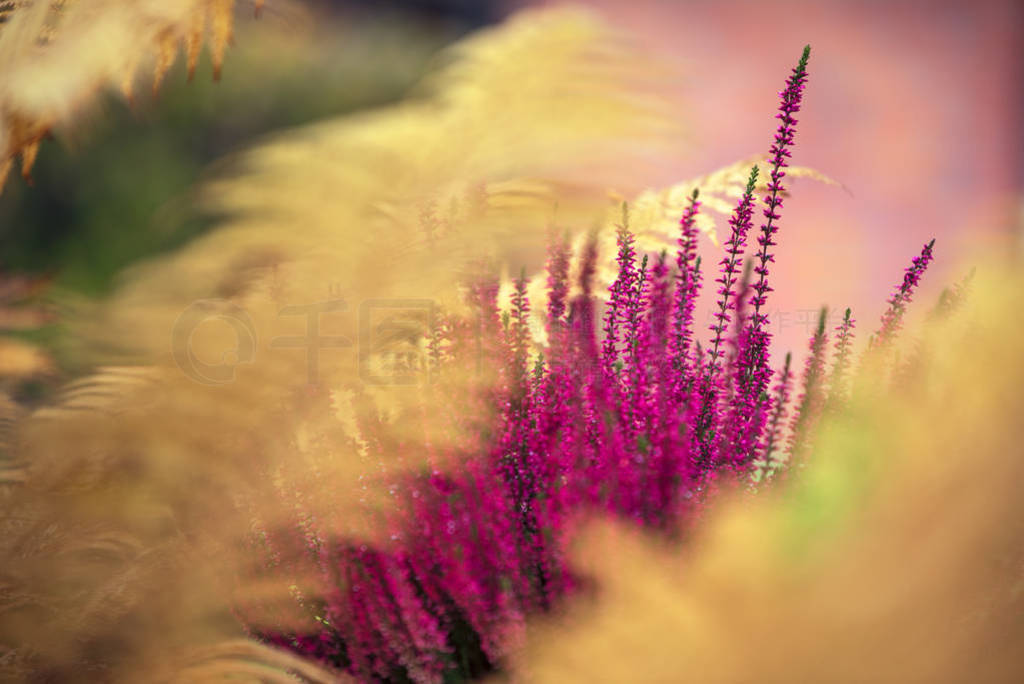 Common Heather, Calluna vulgaris, in full bloom, purple flowers