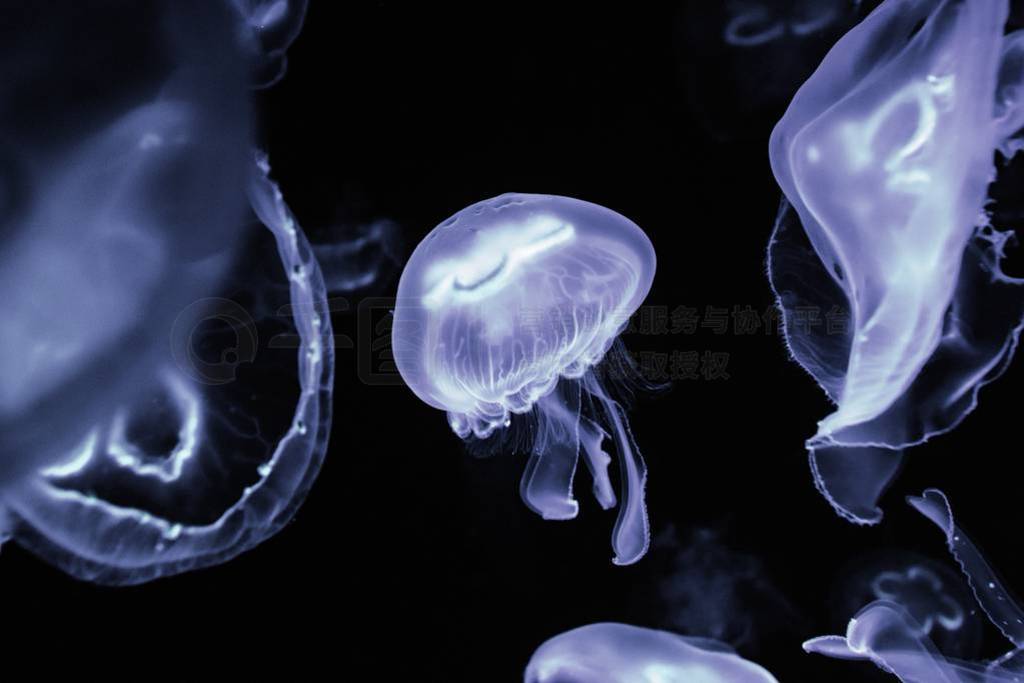 Low key jellyfish sea saltwater tank aquarium ocean life
