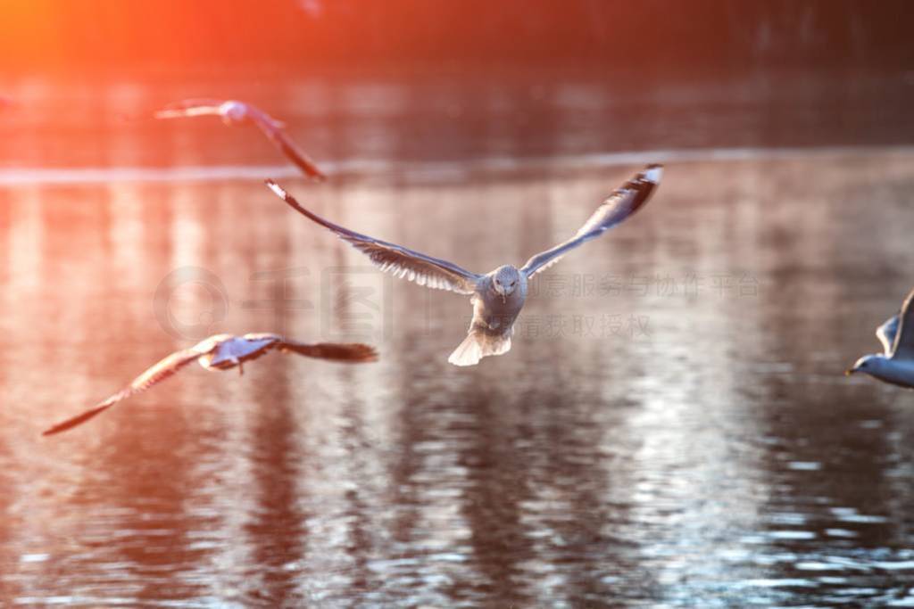 Sea gull morning fly city scape cold air nature