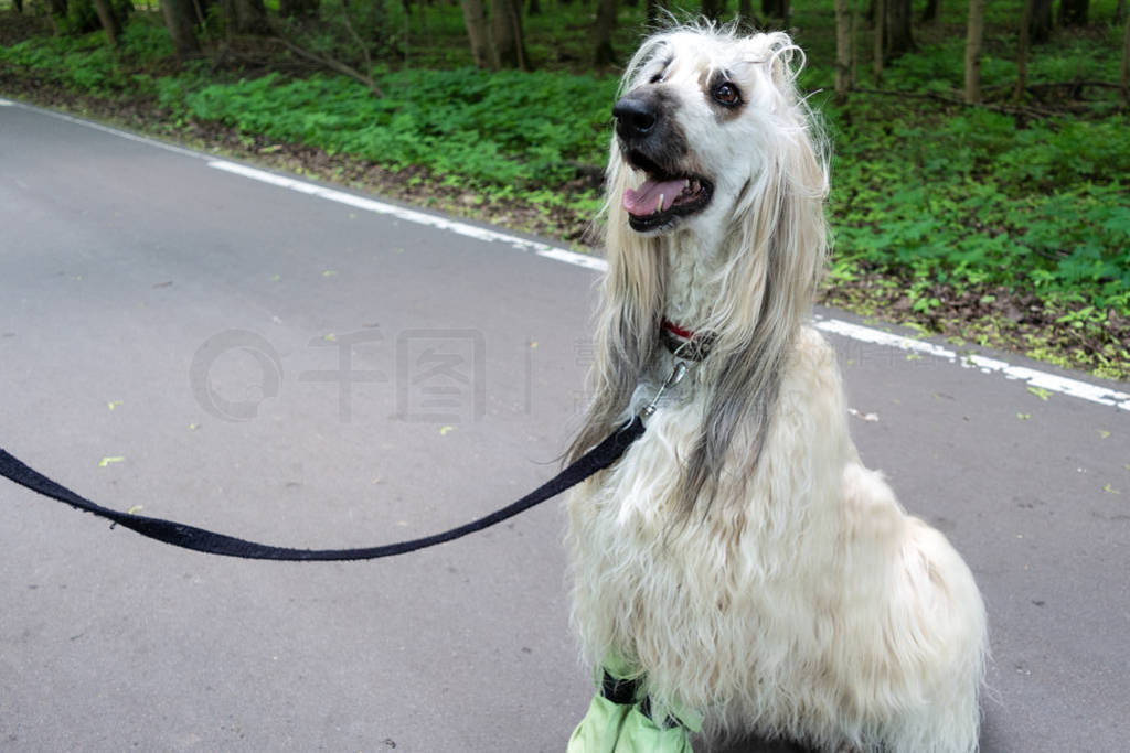 Afghan hound sitting on the asphalt walkway in the park on a bac
