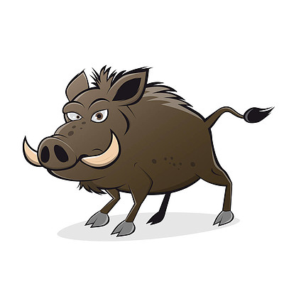 一只愤怒的野猪的滑稽卡通插图