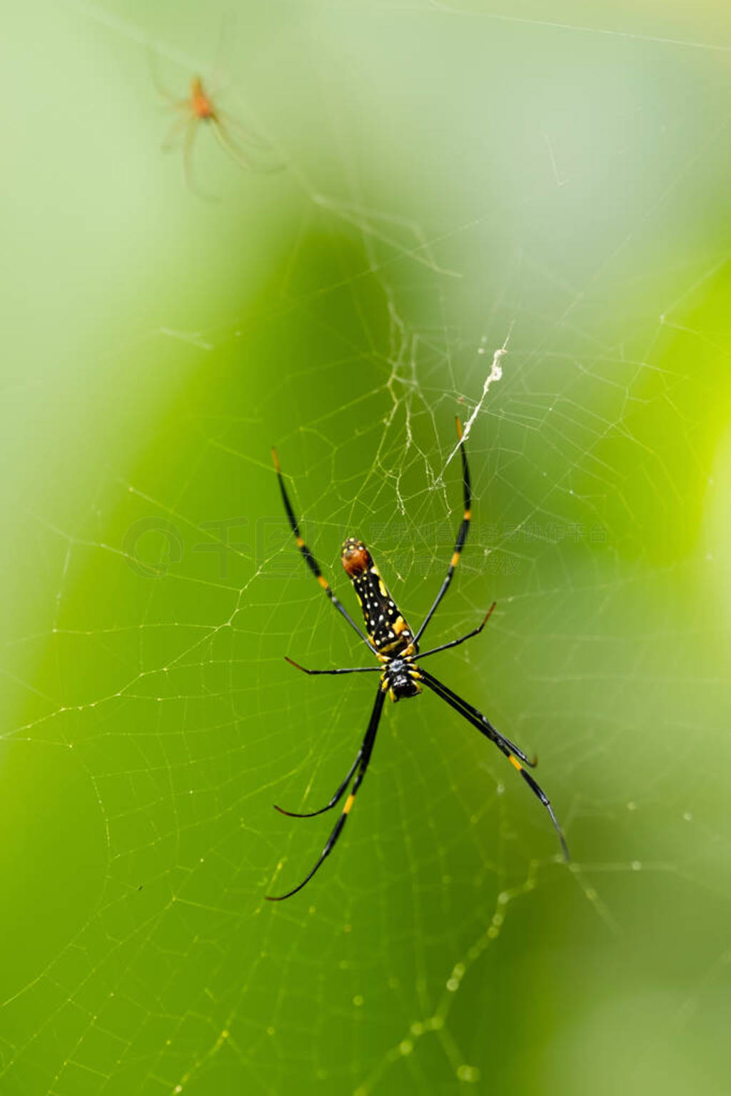 Close-up shot of big spider on a web.