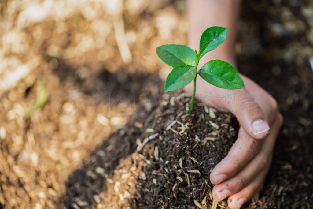 Hands protect trees, plant trees, plant trees to reduce global