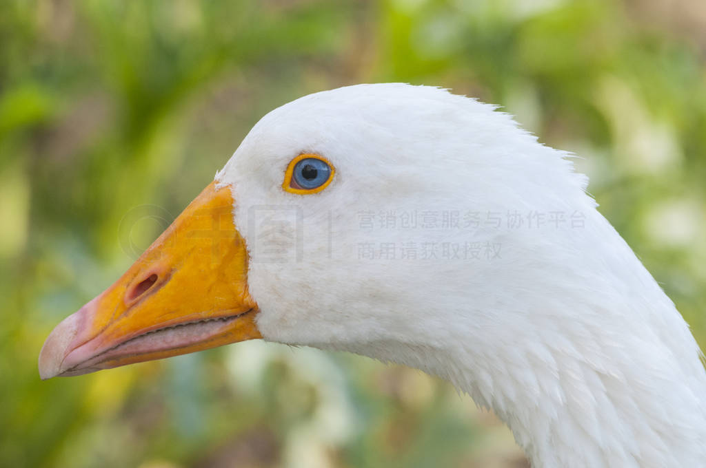 White goose (anser anser domesticus) headshot, on green blurred