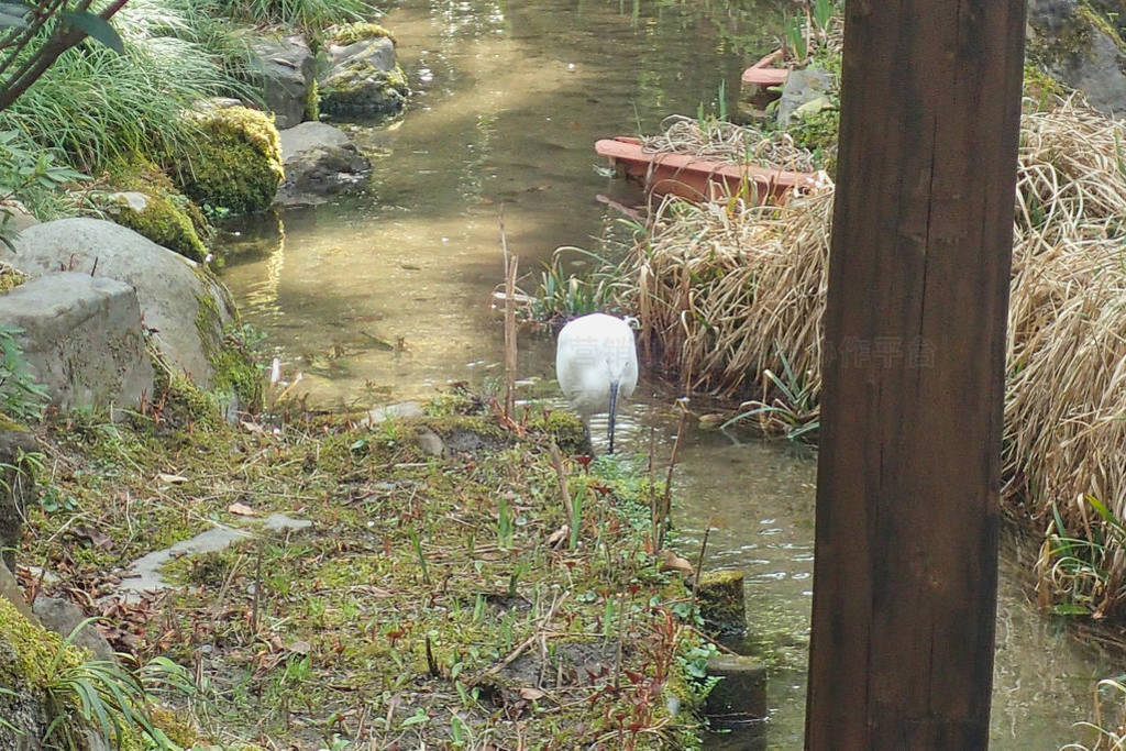 a heron is walking in a pond