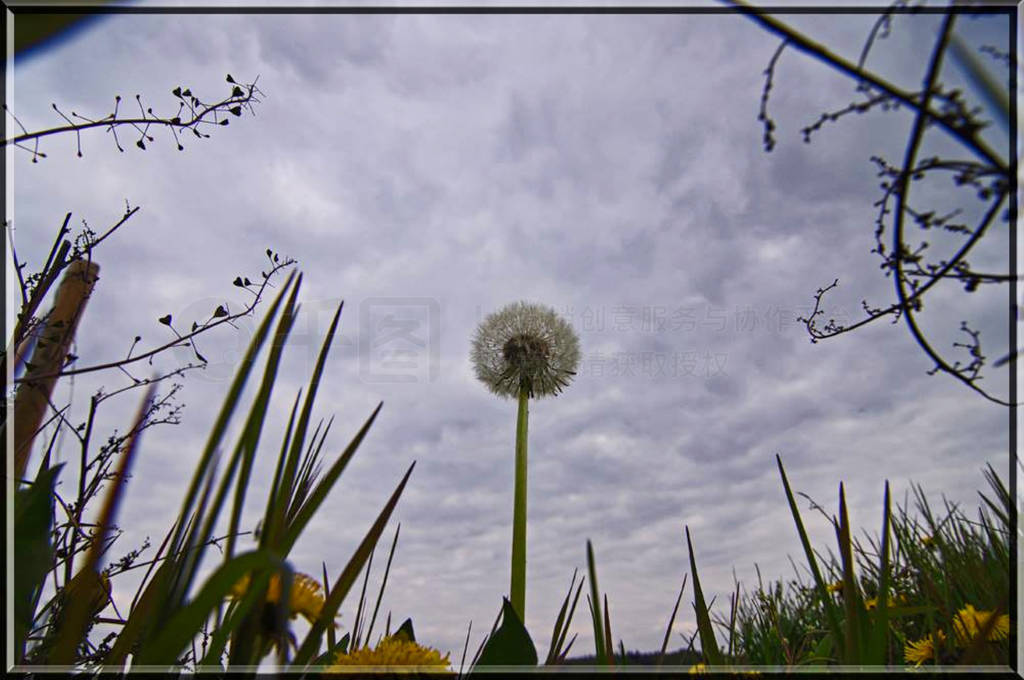 a faded dandelion in herbs with clouds