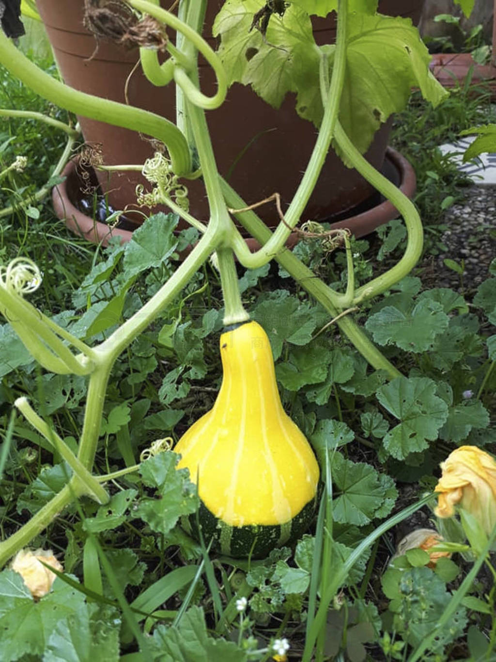 a zucchini in the garden