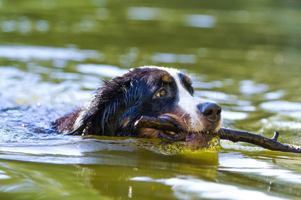 bernese ɽ