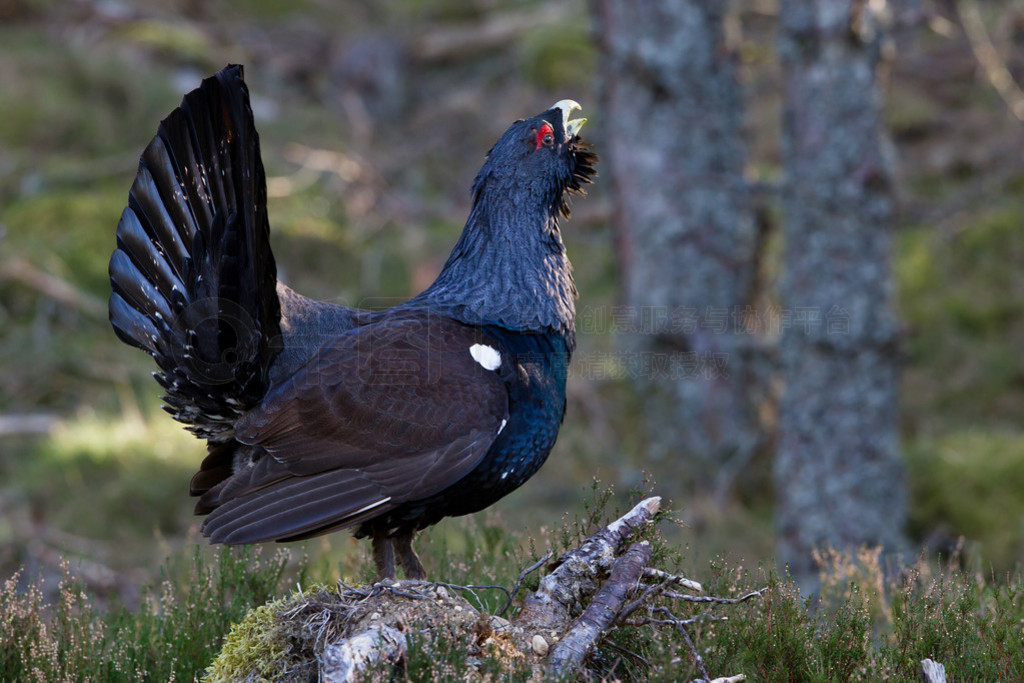 capercaillie tetrao urogallus ʾ