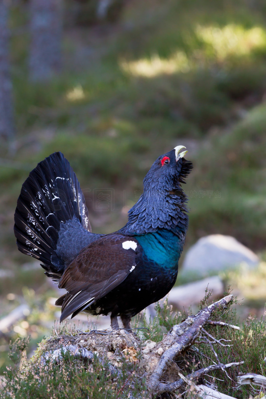 capercaillie tetrao urogallus ʾ