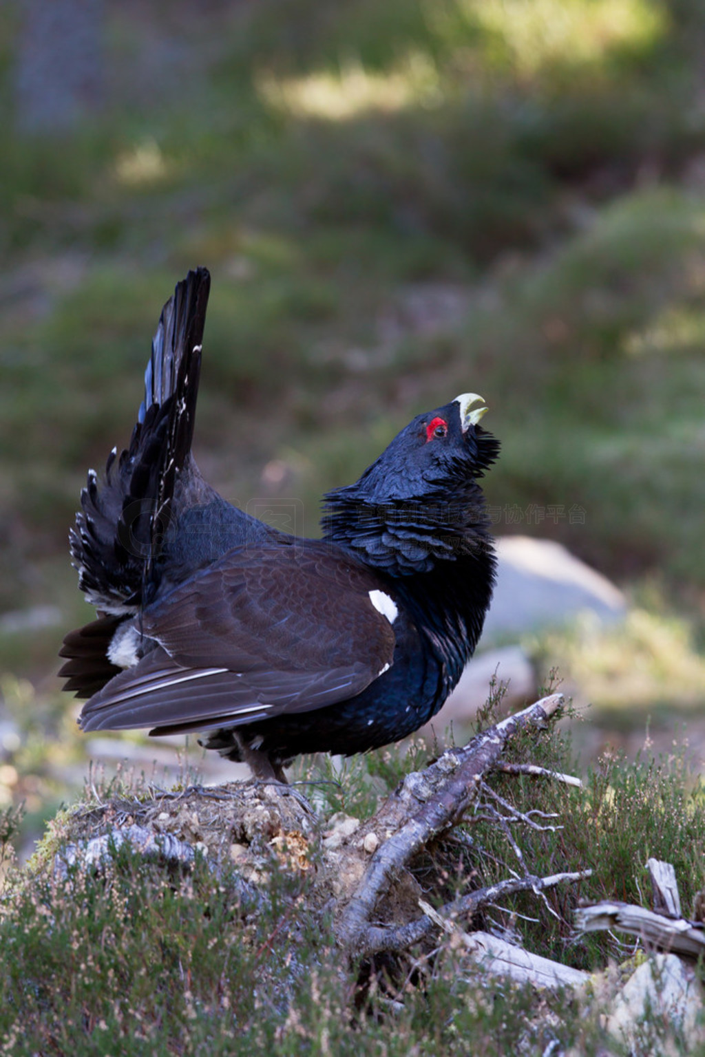 capercaillie tetrao urogallus ʾ