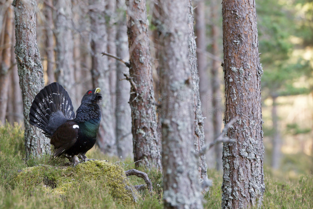 capercaillie tetrao urogallus ʾ