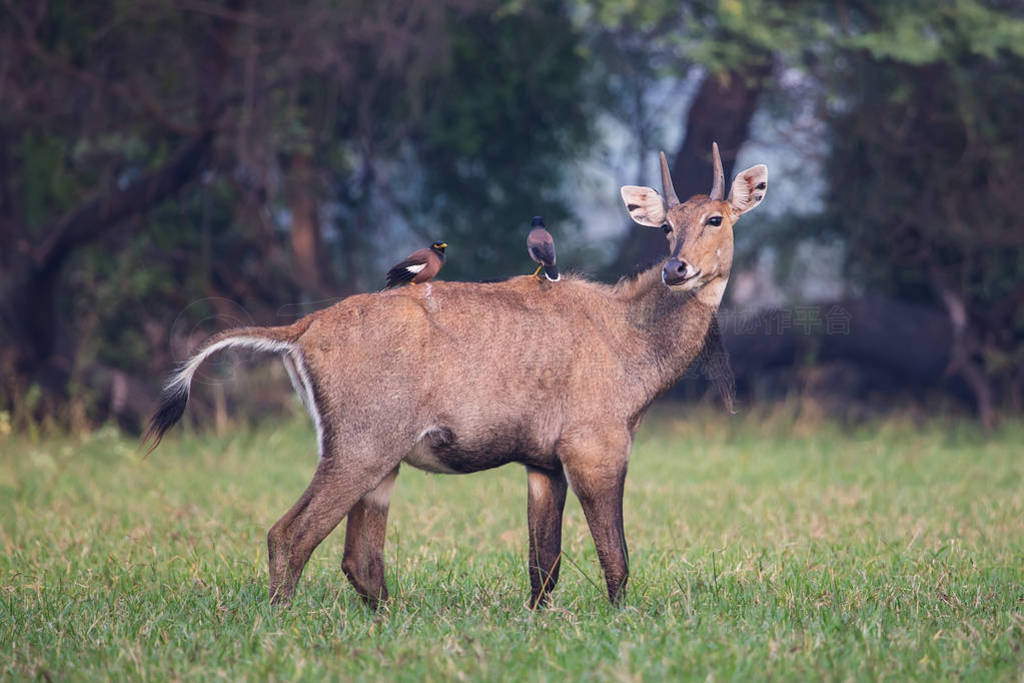  Nilgai (Boselaphus tragocamelus)  Brahmini ɽ