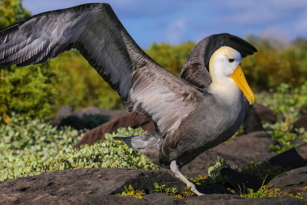 Waved albatross spreading its wings, Espanola Island, Galapagos