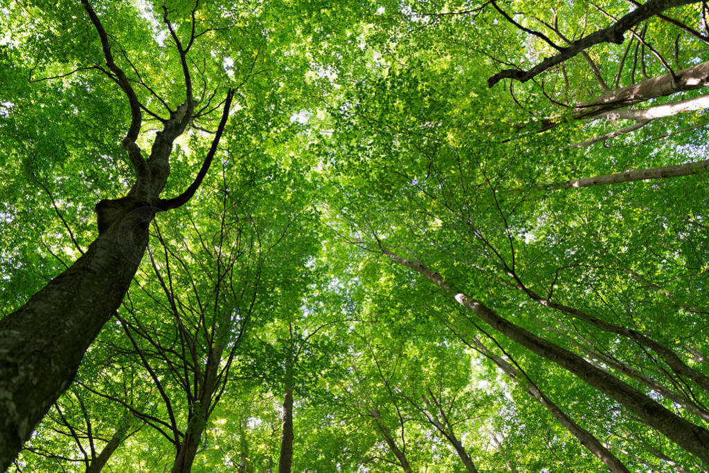 Natural Forest of Beech