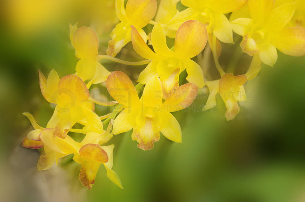 Soft focus yellow ground orchid flowers