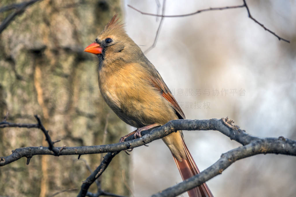 , Cardinalis Cardinalis