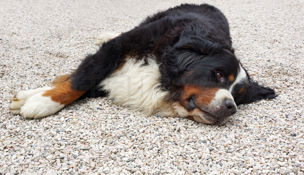 bernese ɽ