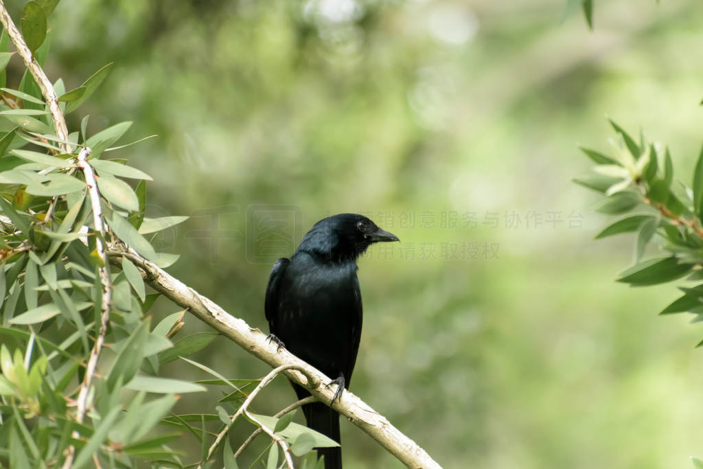 Greater long forked racket tail Spangled Drongo (Chaetorhynchus