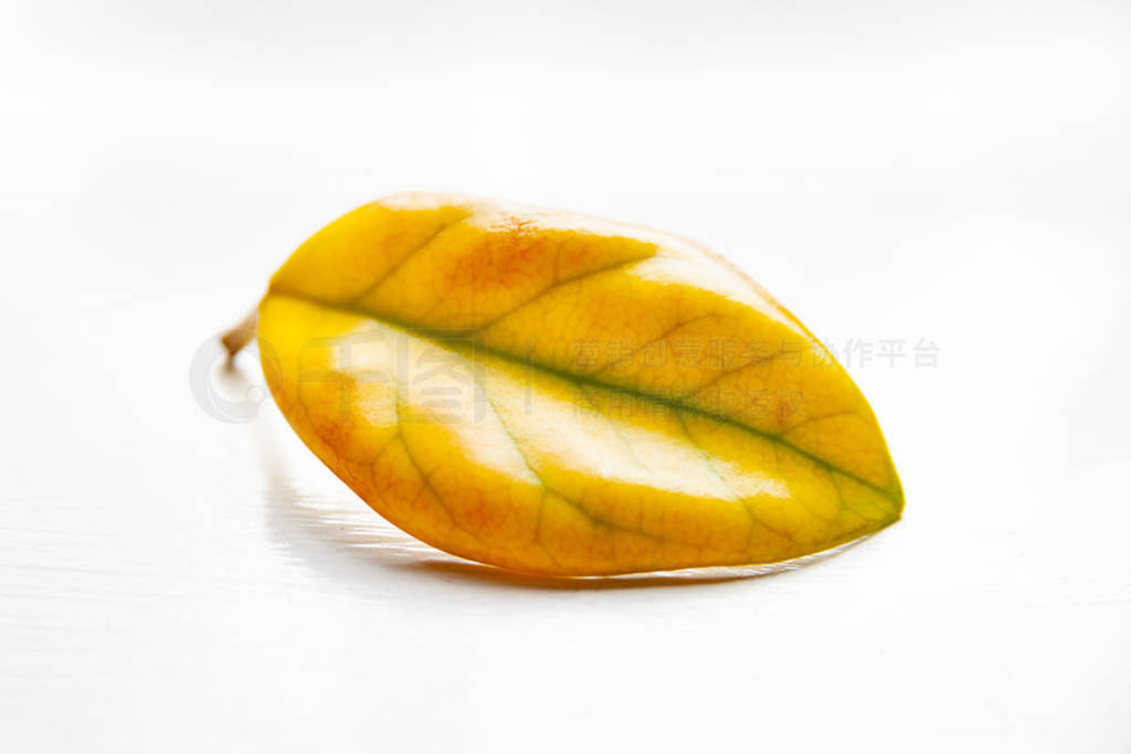 Yellow sheet on a white matte background. Lonely withering leaf.