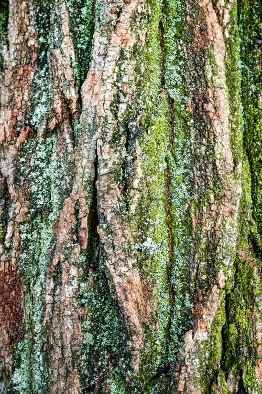 Close-up of tree bark. Logs for firewood covered with moss. Stac