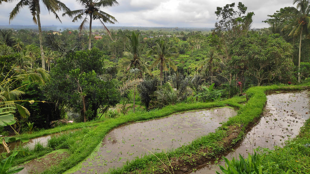 嵺UbudTegalalang