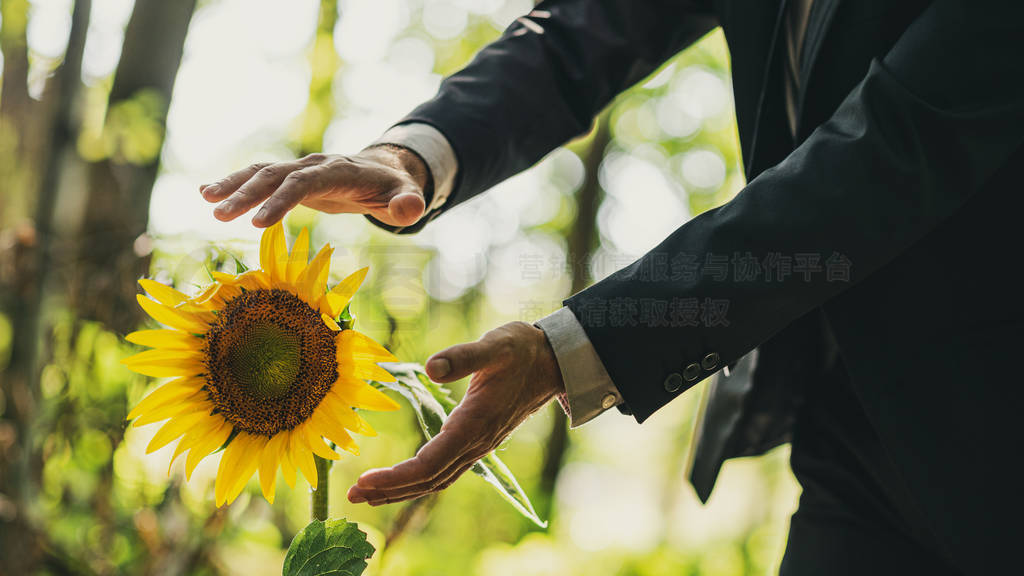 Man holding his hands in protective gesture around a sunflower