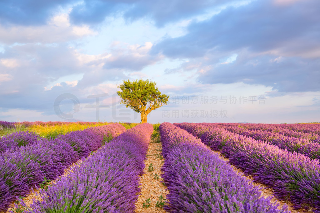 ޹²︽ Valensole ˹