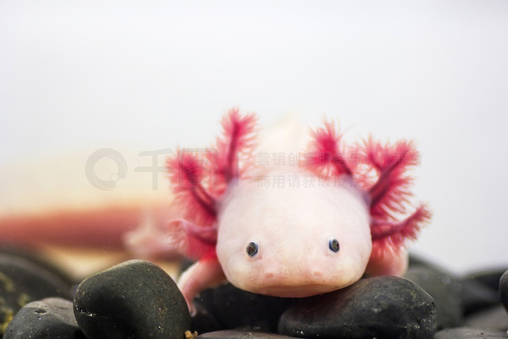 Axolotl(īAmbystoma)