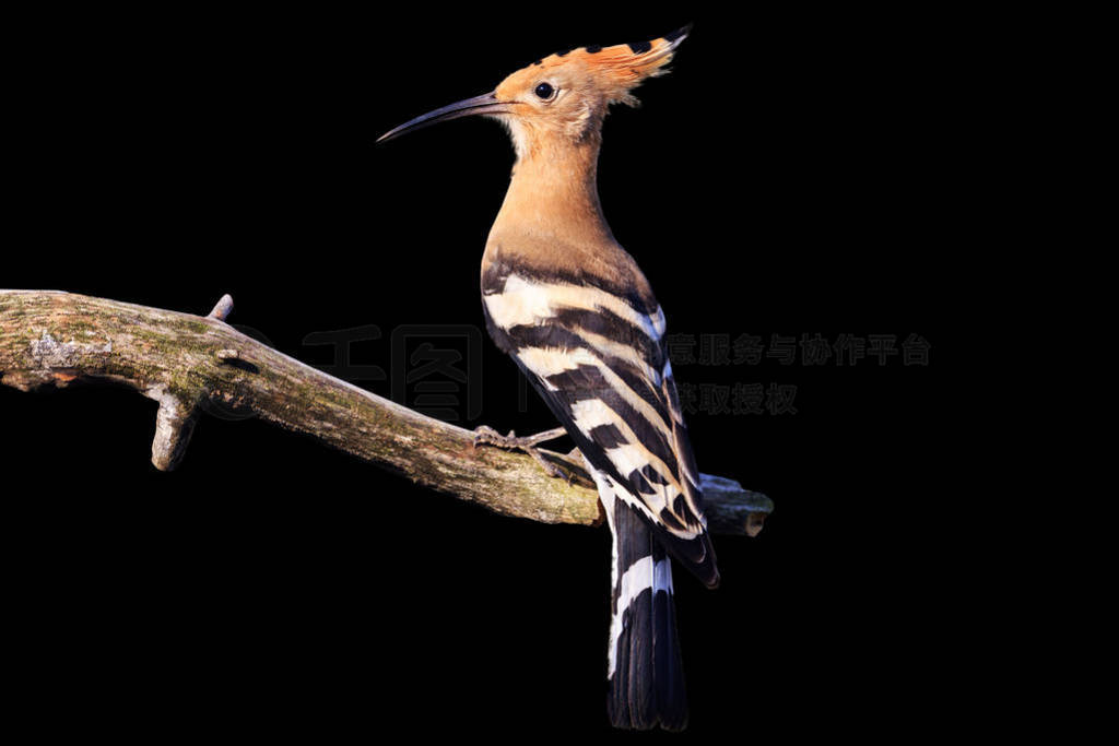 µ֦Ϲĺɫ, hoopoe, ҰȻڴ