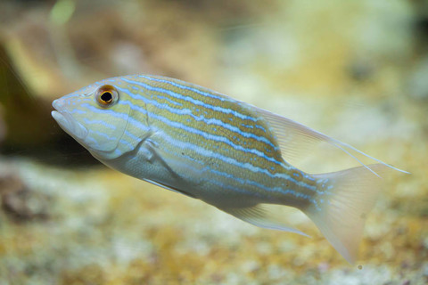 帆鳍笛鲷(symphorichthys spilurus.