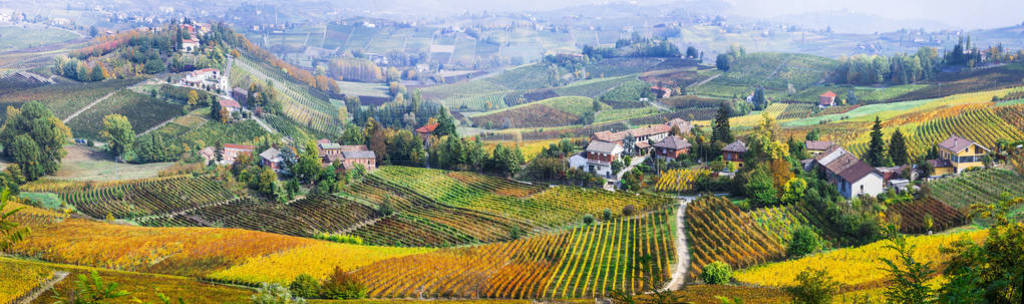 scenic nature. Golden vineyards of Piemonte. famous vine region
